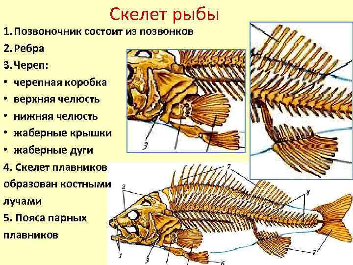 Скелет рыбы 1. Позвоночник состоит из позвонков 2. Ребра 3. Череп: • черепная коробка