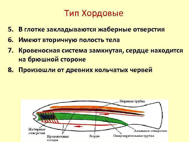 Тип Хордовые 5. В глотке закладываются жаберные отверстия 6. Имеют вторичную полость тела 7.