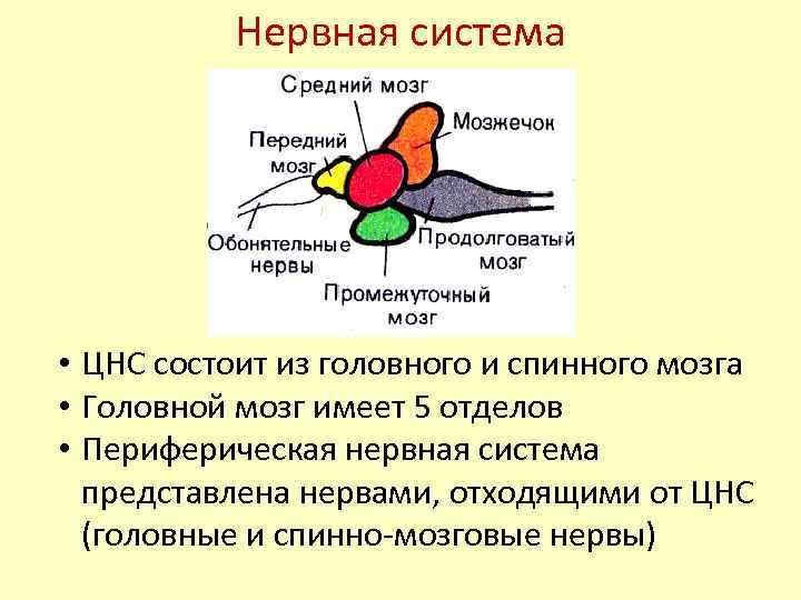 Нервная система • ЦНС состоит из головного и спинного мозга • Головной мозг имеет