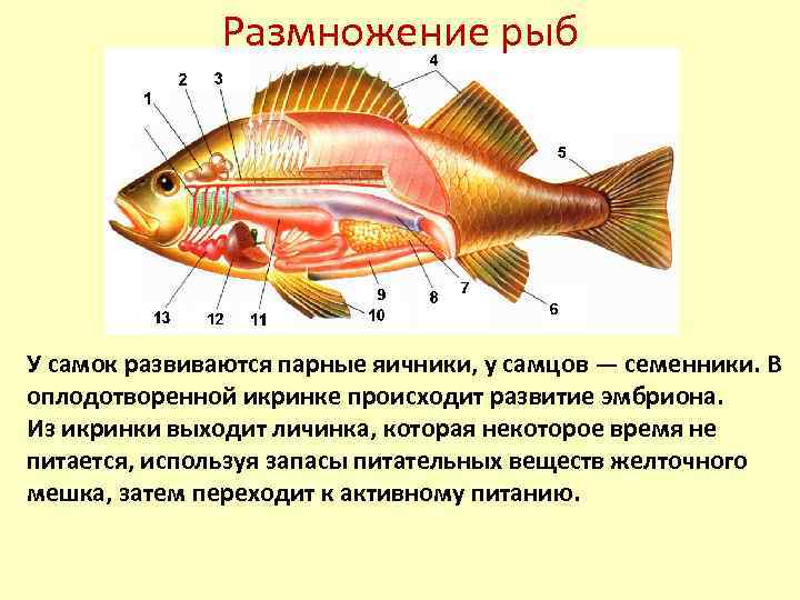 Парные яичники. Органы размножения рыб схема. Внутреннее строение костной рыбы самка окуня. Половое строение костных рыб. Репродуктивная система костных рыб.