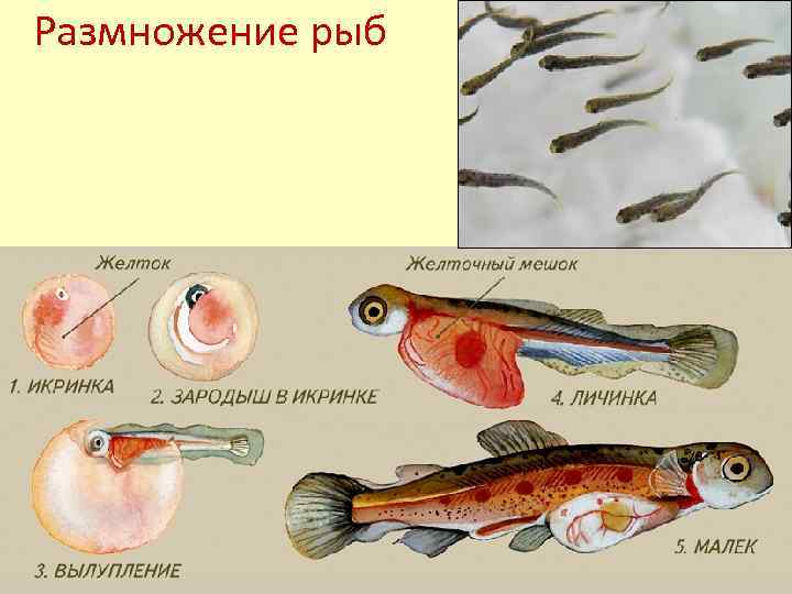 Размножение рыб 