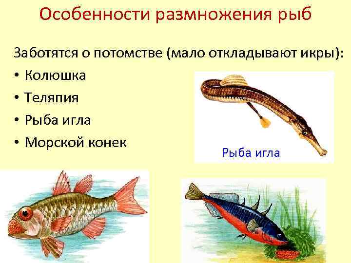 Характерна забота о потомстве. Размножение рыб. Внешнее оплодотворение у рыб. Формы размножения рыб. Рыбы которые размножаются.