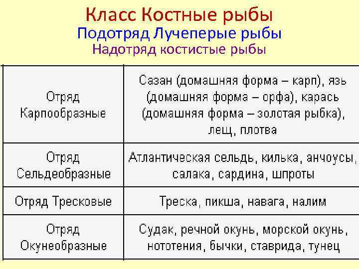 Класс Костные рыбы Подотряд Лучеперые рыбы Надотряд костистые рыбы 