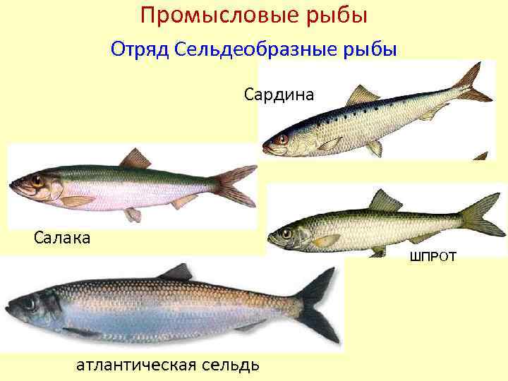 Рыба сельдь фото и описание