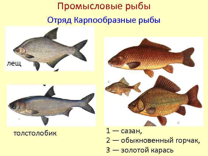 Почему численность промысловых рыб