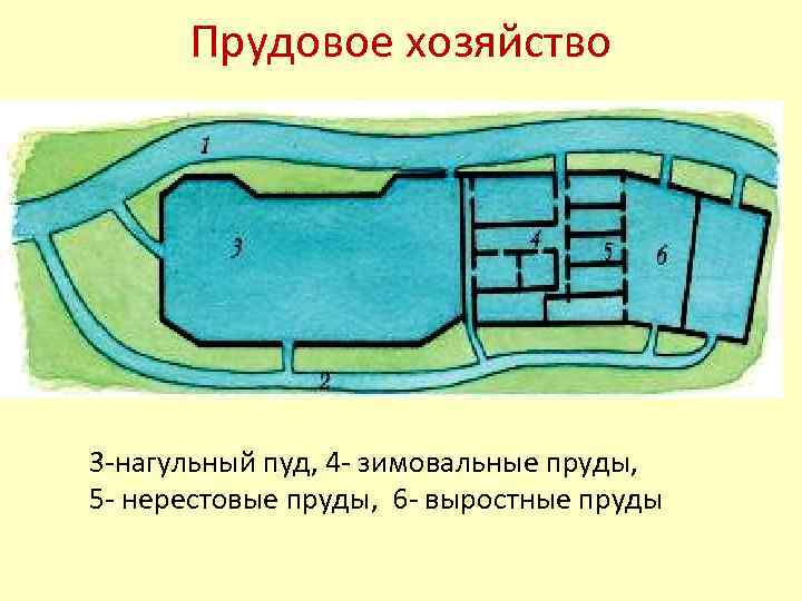 Прудовое хозяйство 3 -нагульный пуд, 4 - зимовальные пруды, 5 - нерестовые пруды, 6