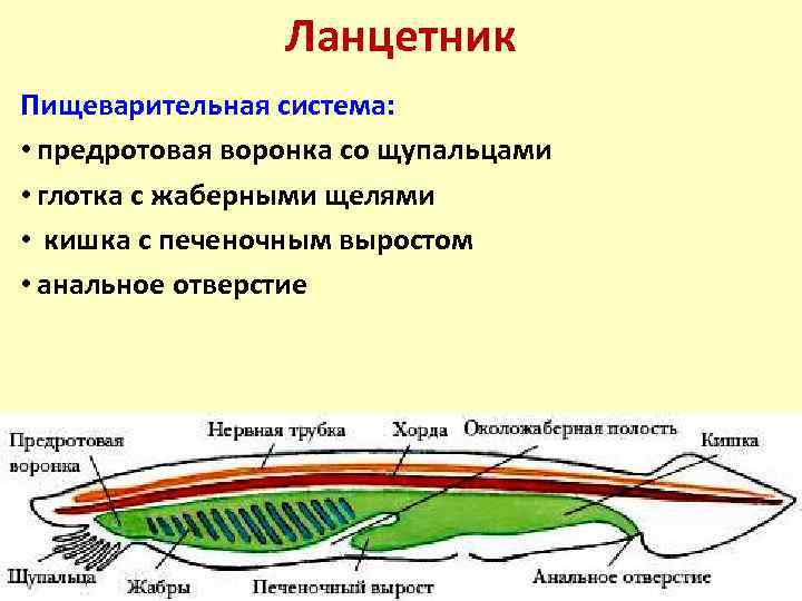 План строения ланцетника