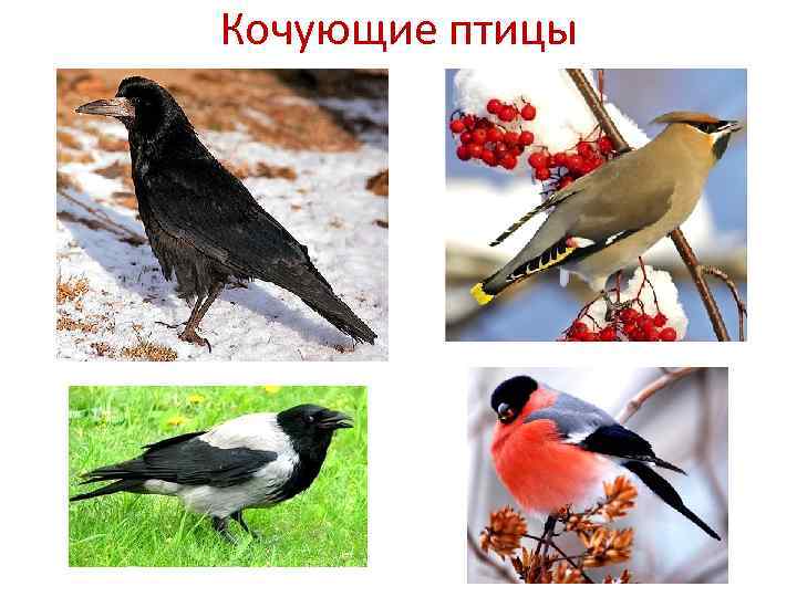 Кочующие птицы 