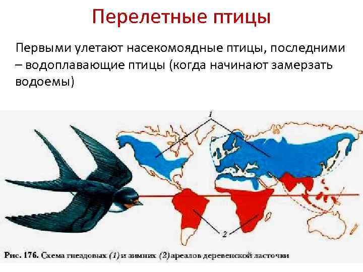 На этих схемах зеленым цветом показаны районы где ласточки и журавли проводят лето желтым цветом