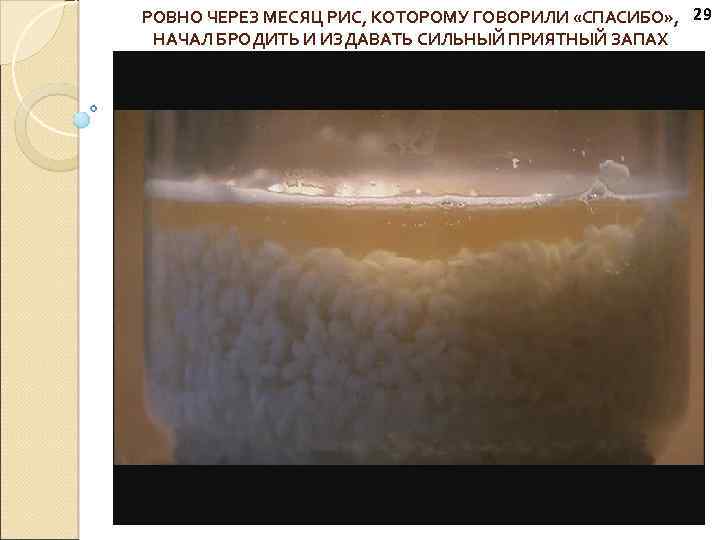 РОВНО ЧЕРЕЗ МЕСЯЦ РИС, КОТОРОМУ ГОВОРИЛИ «СПАСИБО» , 29 НАЧАЛ БРОДИТЬ И ИЗДАВАТЬ СИЛЬНЫЙ