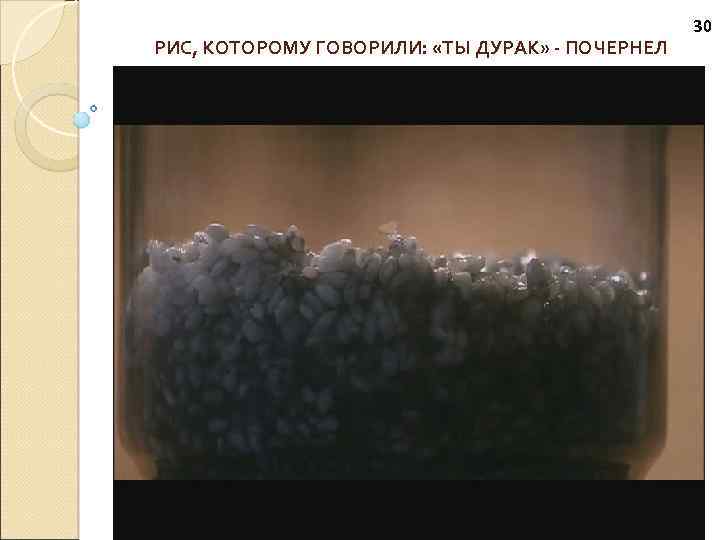 РИС, КОТОРОМУ ГОВОРИЛИ: «ТЫ ДУРАК» - ПОЧЕРНЕЛ 30 