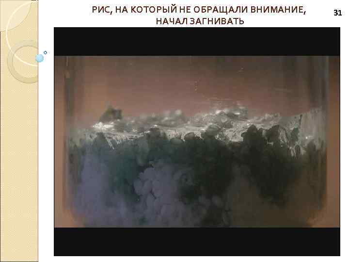 РИС, НА КОТОРЫЙ НЕ ОБРАЩАЛИ ВНИМАНИЕ, НАЧАЛ ЗАГНИВАТЬ 31 