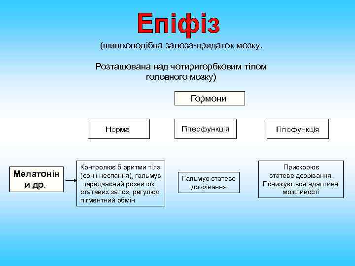 (шишкоподібна залоза-придаток мозку. Розташована над чотиригорбковим тілом головного мозку) Гормони Норма Мелатонін и др.