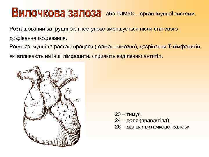 або ТИМУС – орган ІмунноЇ системи. Розташований за грудиною і поступово зменшується після статевого