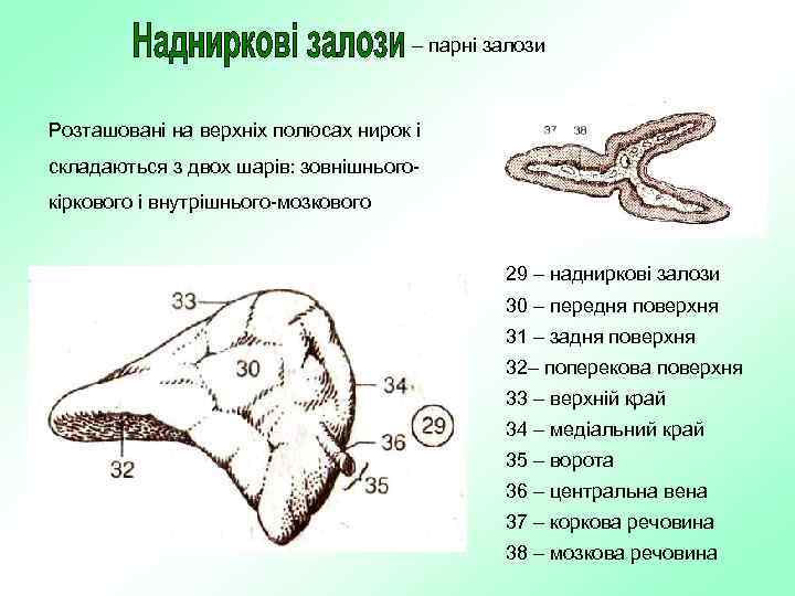 – парні залози Розташовані на верхніх полюсах нирок і складаються з двох шарів: зовнішньогокіркового