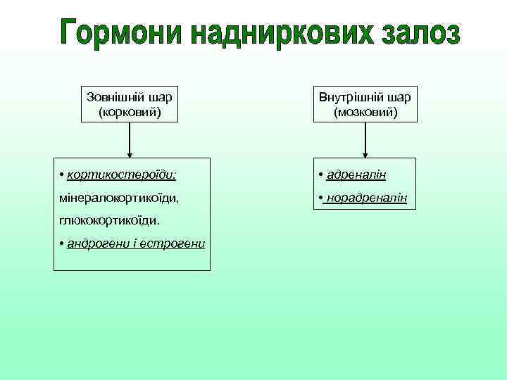 Зовнішній шар (корковий) Внутрішній шар (мозковий) • кортикостероїди: • адреналін мінералокортикоїди, • норадреналін глюкокортикоїди.