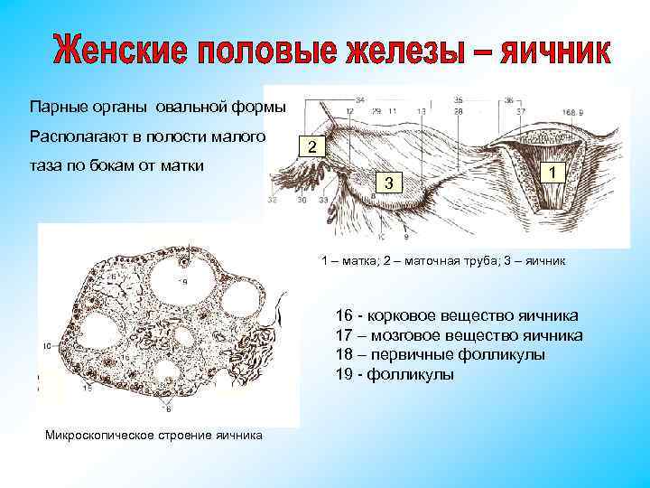 Парные органы овальной формы Располагают в полости малого таза по бокам от матки 2