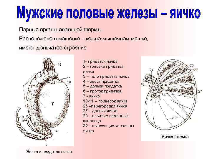 Парные органы овальной формы Расположено в мошонке – кожно-мышечном мешке, имеют дольчатое строение 7