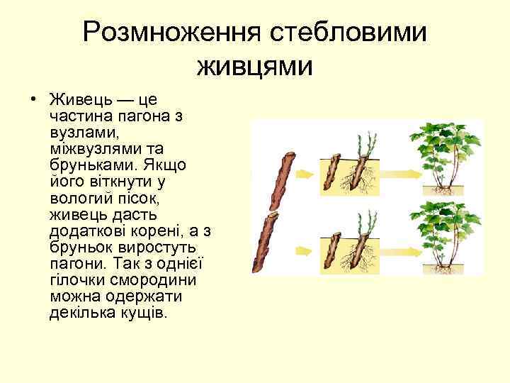 Розмноження стебловими живцями • Живець — це частина пагона з вузлами, міжвузлями та бруньками.