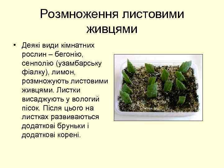 Розмноження листовими живцями • Деякі види кімнатних рослин – бегонію, сенполію (узамбарську фіалку), лимон,