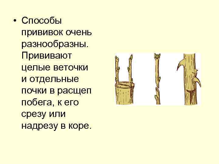  • Способы прививок очень разнообразны. Прививают целые веточки и отдельные почки в расщеп