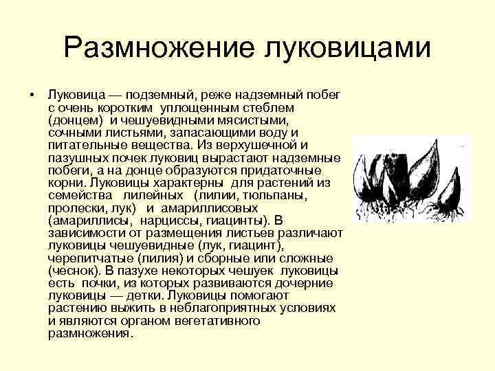 Размножение луковицами • Луковица — подземный, реже надземный побег с очень коротким уплощенным стеблем