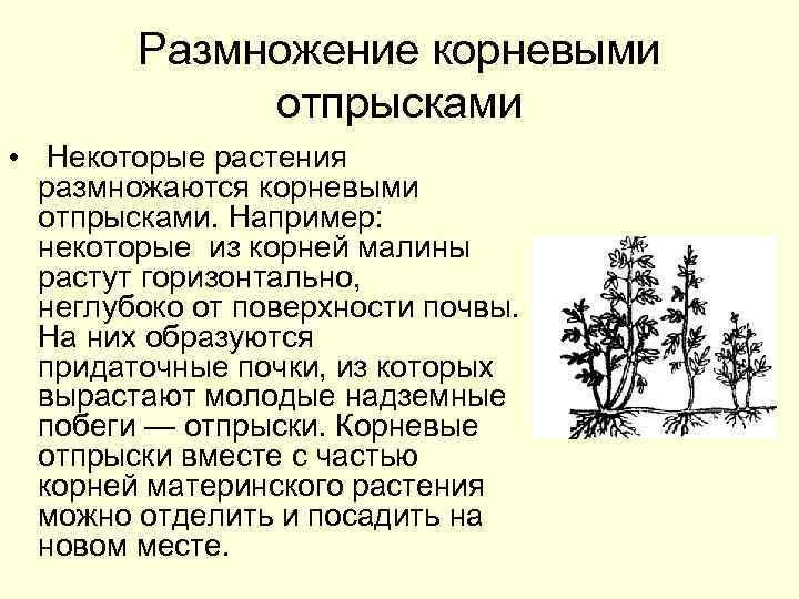 Размножение корневыми отпрысками • Некоторые растения размножаются корневыми отпрысками. Например: некоторые из корней малины