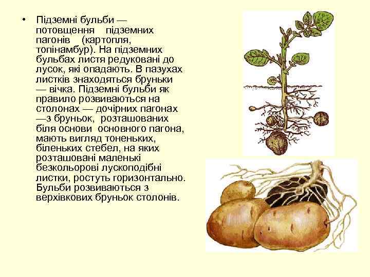  • Підземні бульби — потовщення підземних пагонів (картопля, топінамбур). На підземних бульбах листя