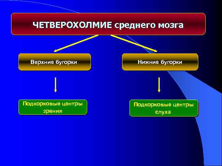 ЧЕТВЕРОХОЛМИЕ среднего мозга Верхние бугорки Подкорковые центры зрения Нижние бугорки Подкорковые центры слуха 