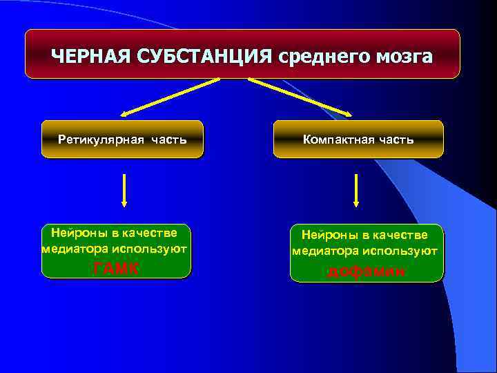 ЧЕРНАЯ СУБСТАНЦИЯ среднего мозга Ретикулярная часть Компактная часть Нейроны в качестве медиатора используют ГАМК