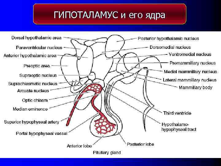 ГИПОТАЛАМУС и его ядра 