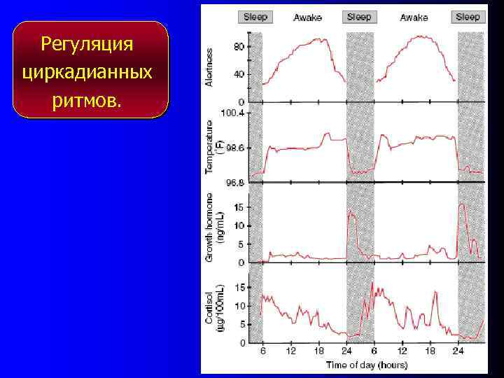 Регуляция циркадианных ритмов. 