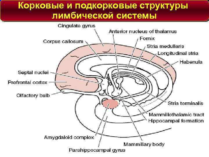 Схема лимбической системы