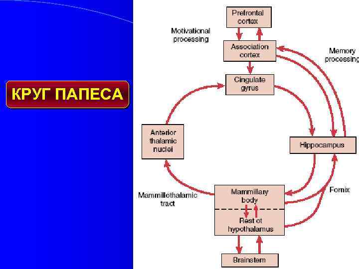 КРУГ ПАПЕСА 
