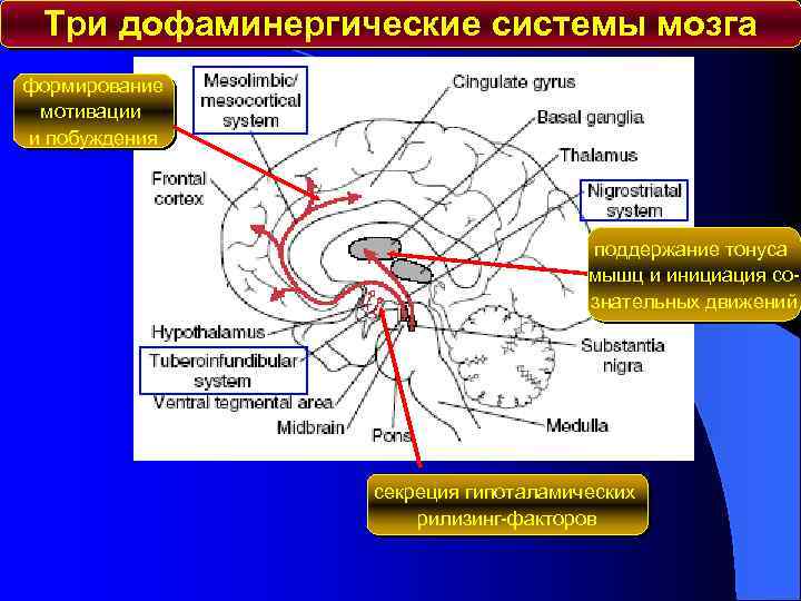 Три дофаминергические системы мозга формирование мотивации и побуждения поддержание тонуса мышц и инициация сознательных