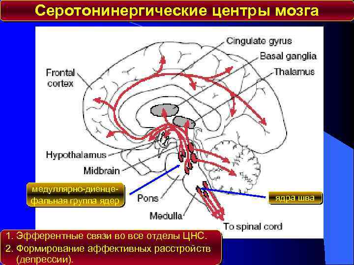 Рецепторы мозга. Центральная Серотонинергическая система мозга. Серотонинергическая система мозга схема. Серотонинергические ядра шва. Серотонинергическая система ствола мозга.