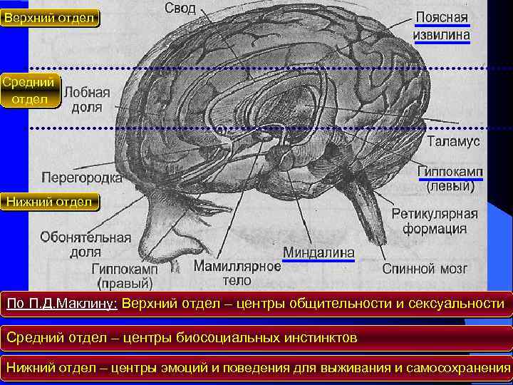 Верхний отдел Средний отдел Нижний отдел По П. Д. Маклину: Верхний отдел – центры