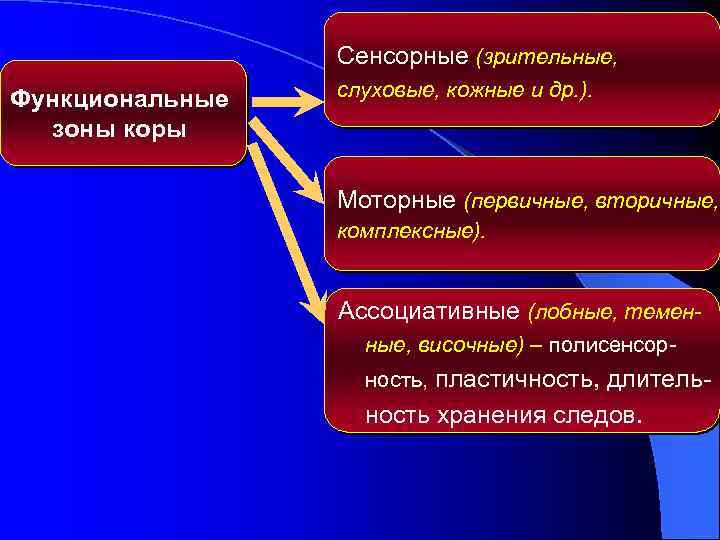 Обобщите и представьте. Первичные и вторичные сенсорные зоны. Схема о чувствительных двигательных и ассоциативных зонах новой коры. Ассоциативные зоны. Сенсорная первичная вторичная блок повторения.