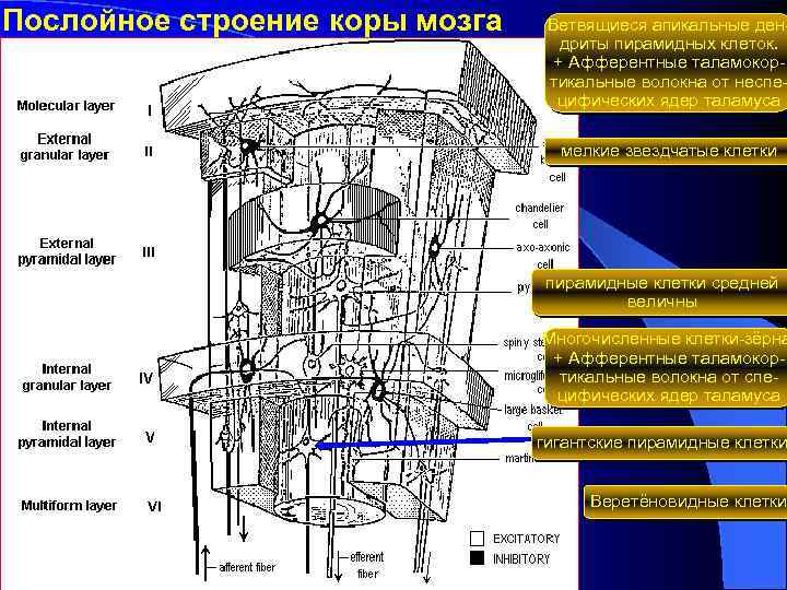 Послойное строение коры мозга Ветвящиеся апикальные дендриты пирамидных клеток. + Афферентные таламокортикальные волокна от