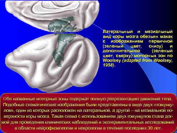 Латеральный и мезиальный вид коры мозга обезьян макак с изображением первичной (зеленый цвет, снизу)
