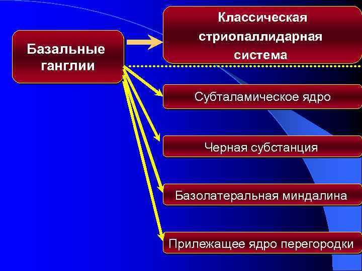Базальные ганглии Классическая стриопаллидарная система Субталамическое ядро Черная субстанция Базолатеральная миндалина Прилежащее ядро перегородки