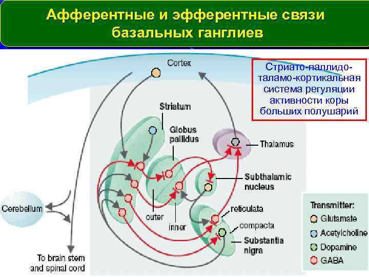 Афферентные и эфферентные связи базальных ганглиев Стриато-паллидоталамо-кортикальная система регуляции активности коры больших полушарий 