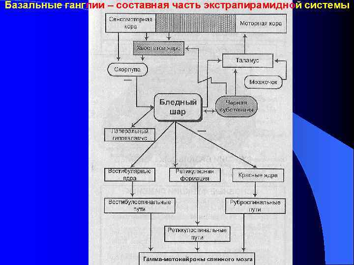 Базальные ганглии – составная часть экстрапирамидной системы 