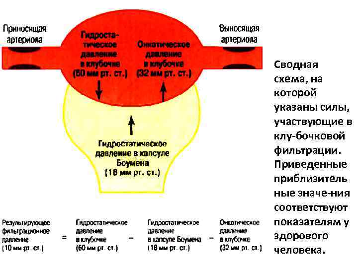 Сводная схема, на которой указаны силы, участвующие в клу бочковой фильтрации. Приведенные приблизитель ные