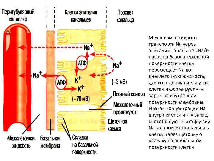 Механизм активного транспорта Na через эпителий каналь цев. Nа/К насос на базолатеральной поверхности клетки