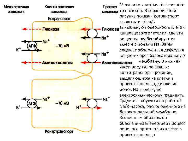 Механизмы вторично активного транспорта. В верхней части рисунка показан котранспорт глюкозы и а/к ч/з