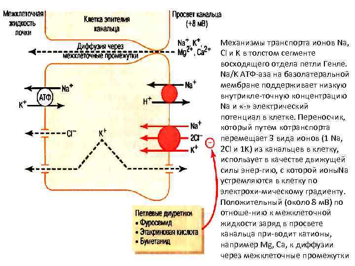 Механизмы транспорта ионов Na, Cl и K в толстом сегменте восходящего отдела петли Генле.