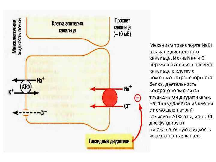 Механизм транспорта Na. CI в начале дистального канальца. Ио ны. Na+ и Сl перемещаются