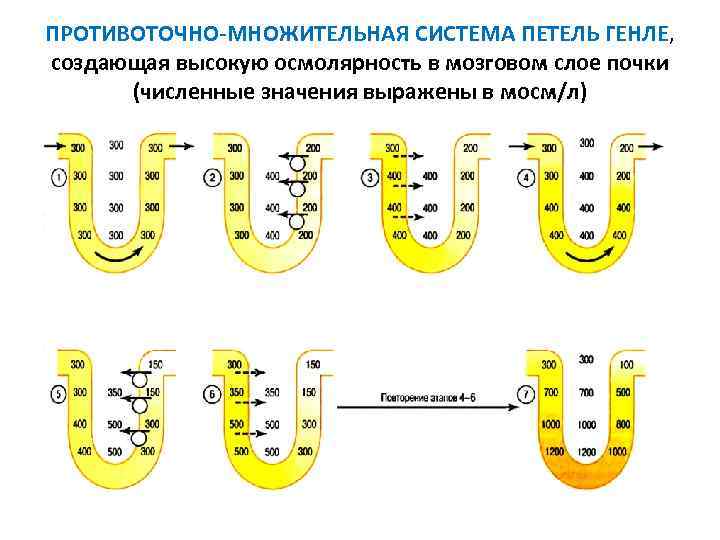 Схема поворотно противоточной множительной системы почек