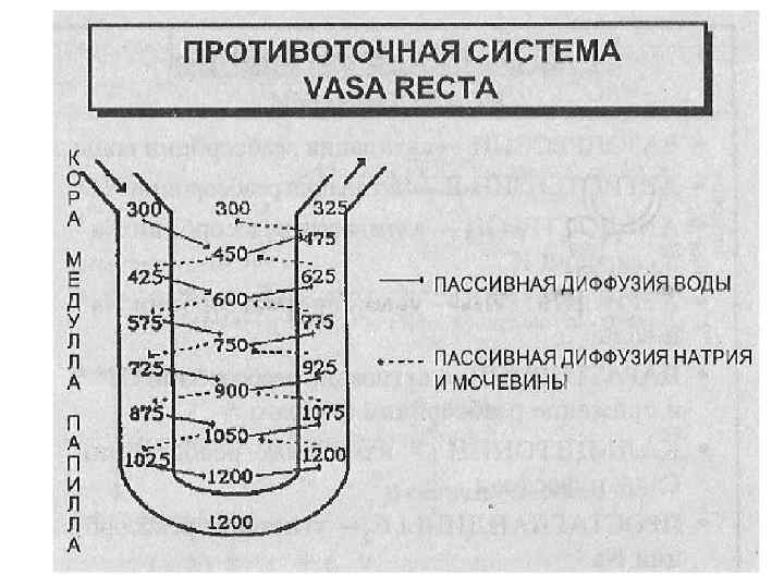 Схема противоточно множительной системы